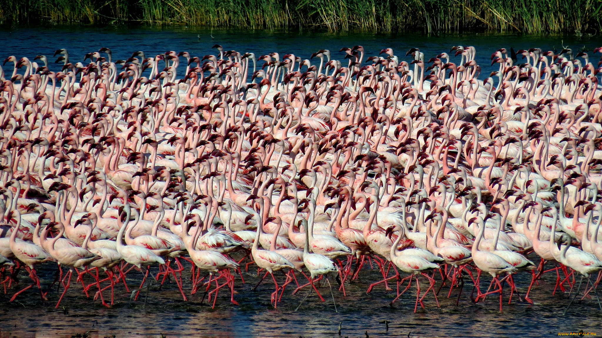 Множество Фламинго
